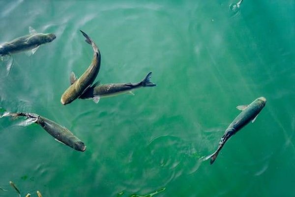 Quelles sont les bonnes pratiques pour une pisciculture durable?