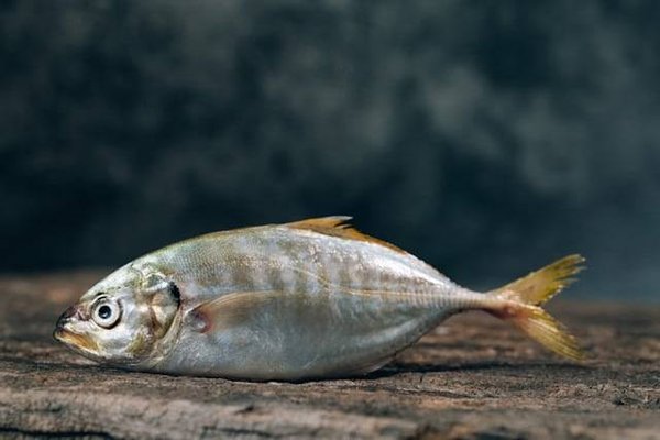 Où trouver du poisson certifié Aquarea ?