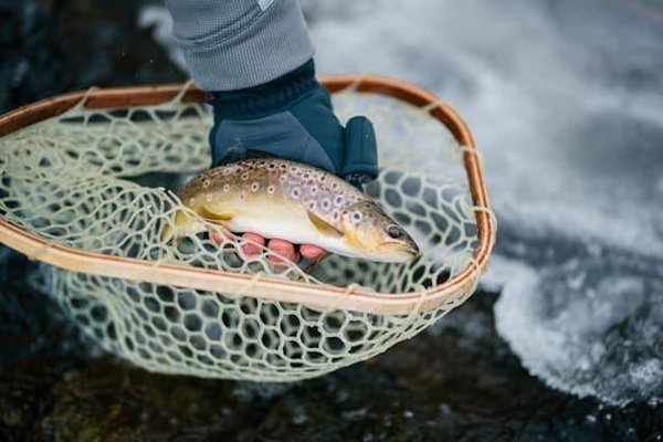 Quelles sont les conditions d'élevage des truites en pisciculture ?