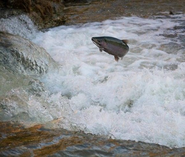Quelle est l'importance de la pisciculture pour l'alimentation ?