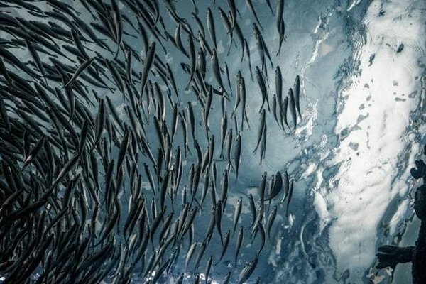 Quel est l'avenir de la pisciculture face aux défis environnementaux ?