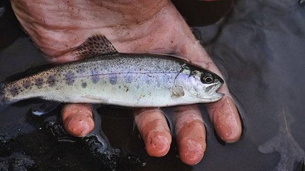 Quel matériel de pêche faut-il pour pêcher à la truite ?